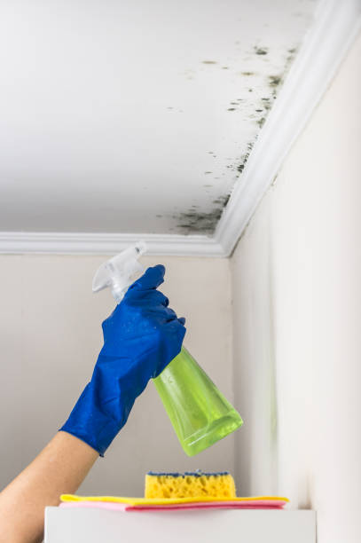 Office Mold Removal Services in Fort Polk South, LA